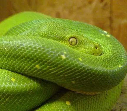 Tree Python