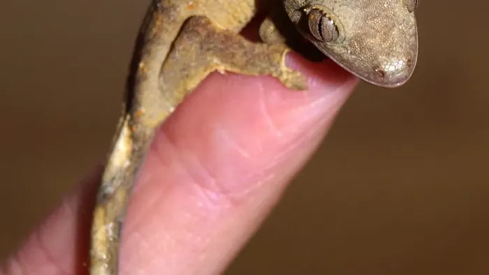 Red Stripe Reticulated Gargoyle Gecko (Interesting Looking!)