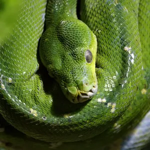 Piebald Ball Python