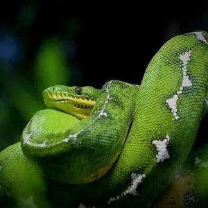 Black Blood Python