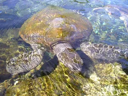Desert Ornate Box Turtle
