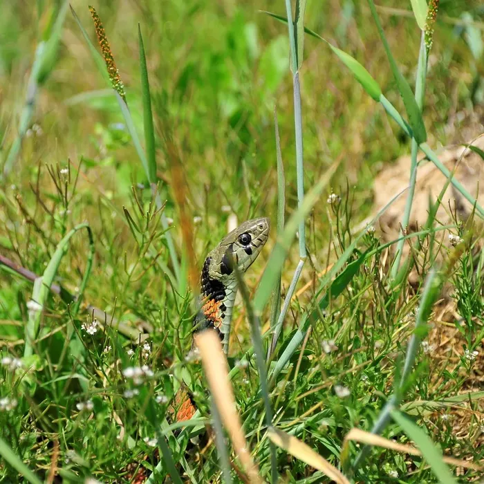 Pueblan Milk Snake
