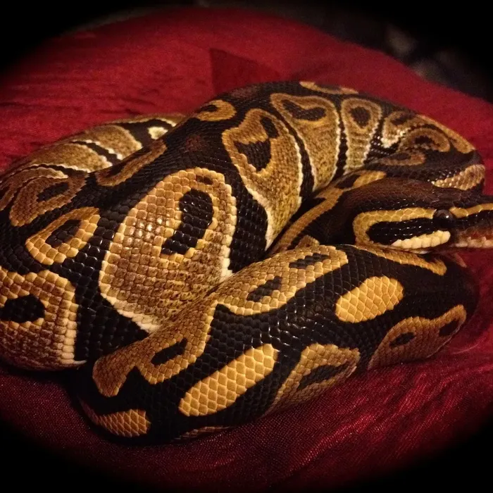 Female Super Pastel Het Puzzle Possible Het Clown Ball Python
