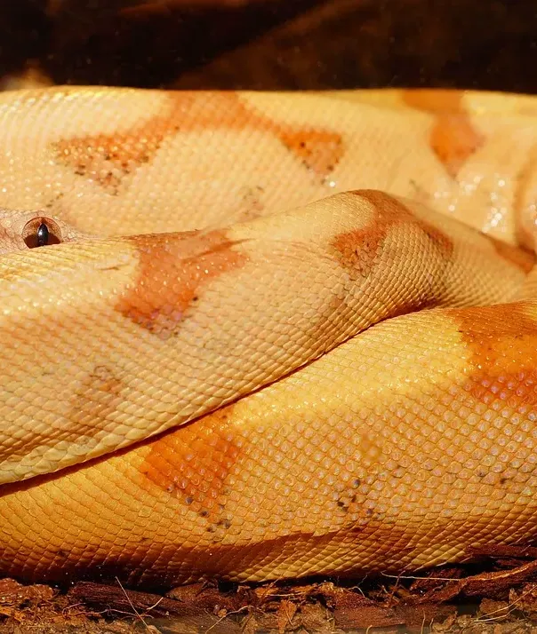 Red Tail Boa