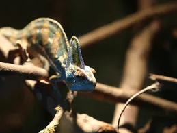 False Chameleon Adult