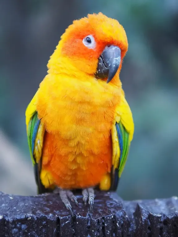 Quaker - Turquoise - unsexed Quaker - Turquoise - unsexed