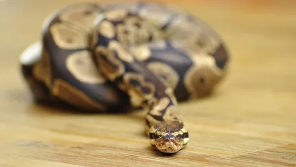 Female Banana Enchi Ball Python