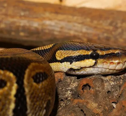 Yellow Ball Python