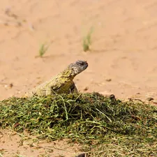 Sudanese Uromastyx