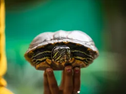 Clown Red Ear Slider Turtle Baby