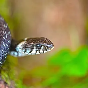 California red sided garter snake