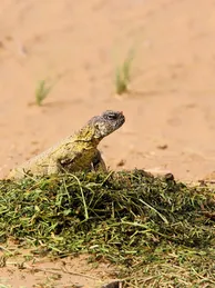 Ornate Uromastyx Sub Adult