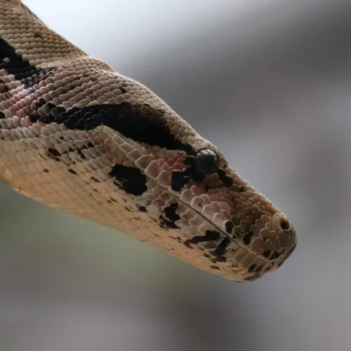 Black Ball Python