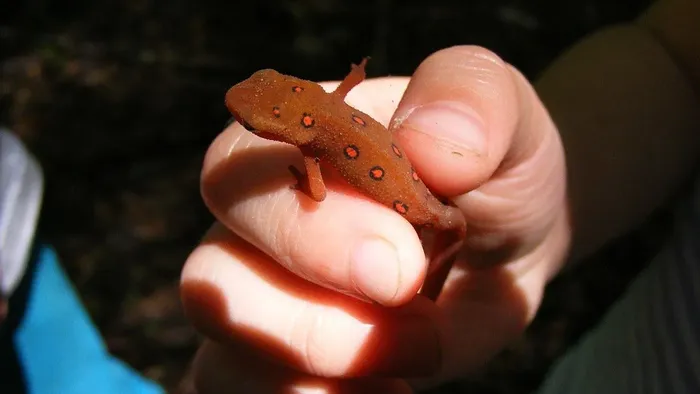 Red/Orange Stripe Gargoyle Gecko