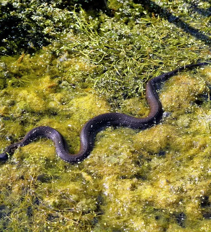 California red sided garter snake