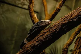 Emerald Tree Skink