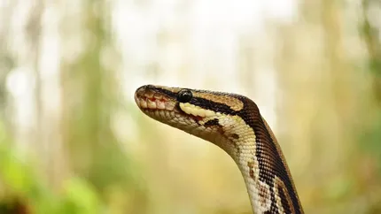 Female Normal Het Puzzle Ball Python
