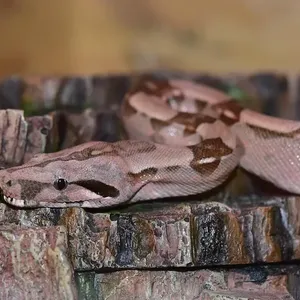 Kenyan Sand Boa