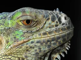 Lewisi Hybrid Iguana
