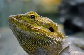 Red Nigerian Uromastyx Juvenile