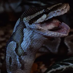 Blue eyed leucistic ball python