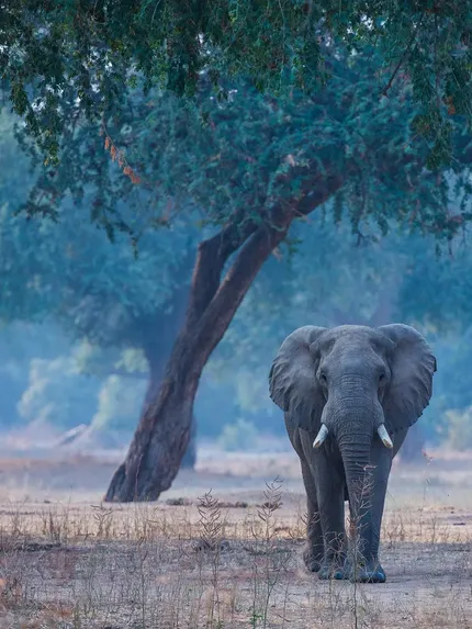 Elephant trunk snake