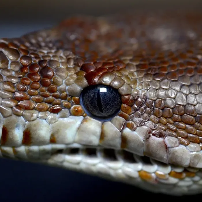 Female Super Pastel Het Puzzle Possible Het Clown Ball Python