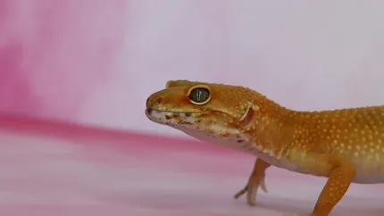 Red/Orange Stripe/Blotch Gargoyle Gecko