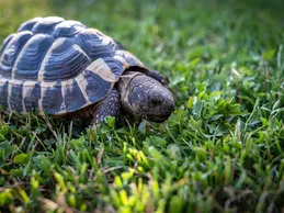 Lime Albino Red Ear Slider Turtle Baby