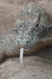 Frilled Dragon Baby