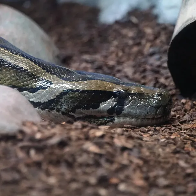 Piebald Ball Python