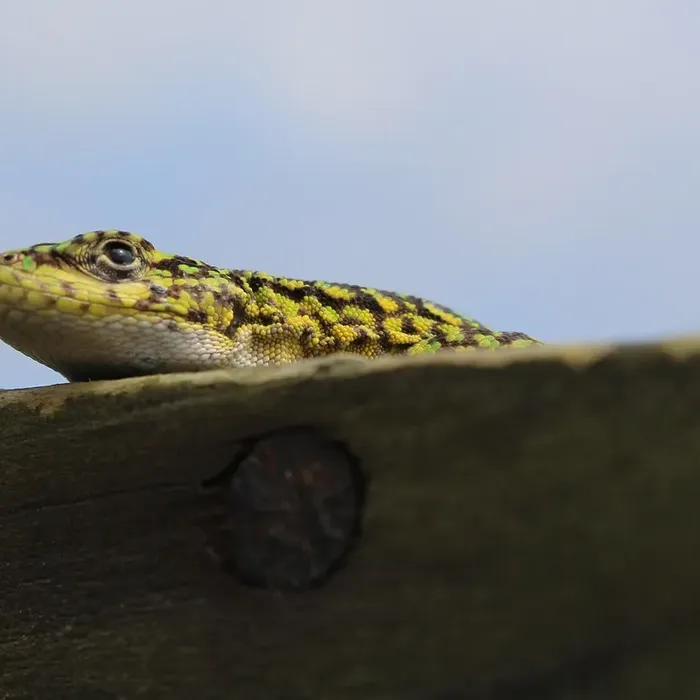 Black Knight Leopard Gecko