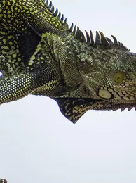 Yellow Nigerian Uromastyx