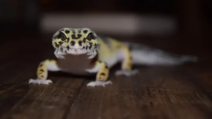 Sky Blue Leopard Gecko humid hide