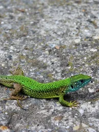 Blue Tail Monitor