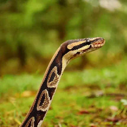 Black Pewter Ball Python