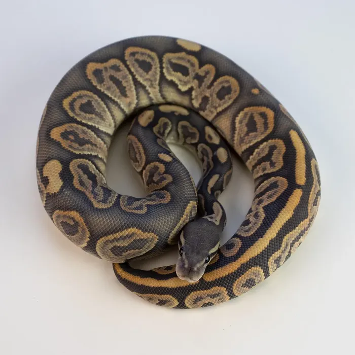 Male 100% Het Puzzle Possible Yellow Belly