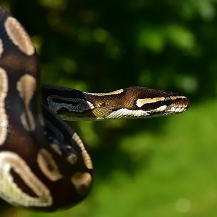 Female Super Pastel Het Puzzle Possible Het Clown Ball Python