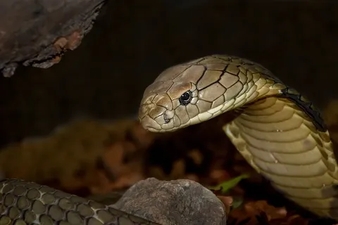 Mangrove snake