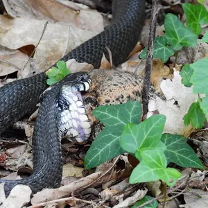 Honduran Milk Snake