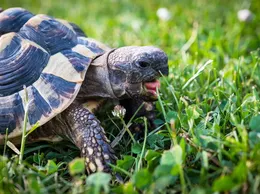 Giant Mexican Musk Turtle Baby