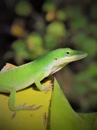 Eastern Collared Lizard Baby