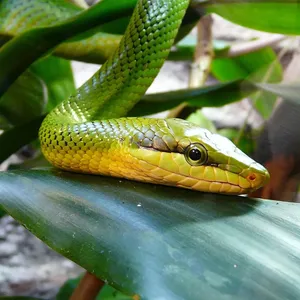 Rough green snake