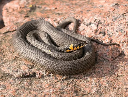 Greenish Rat Snake