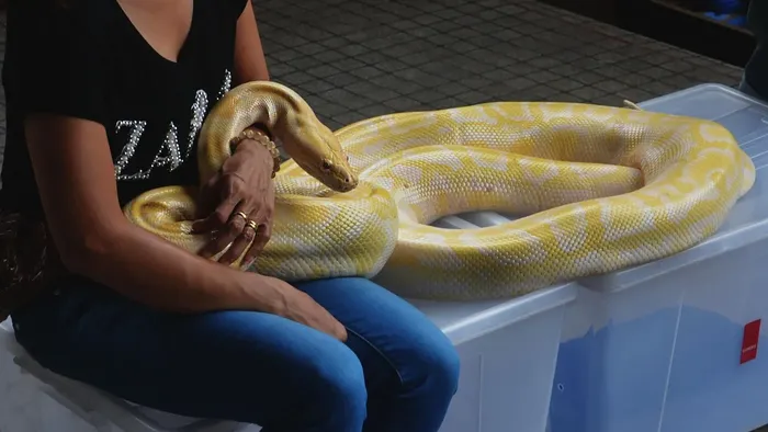 Female Banana Enchi Ball Python