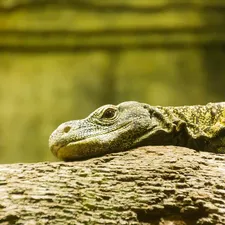 Baby Black Roughneck Monitor