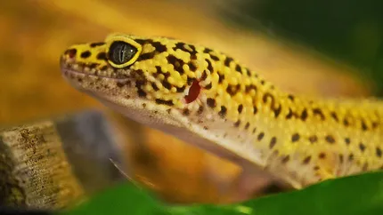 Ash Grey Leopard Gecko dry hide