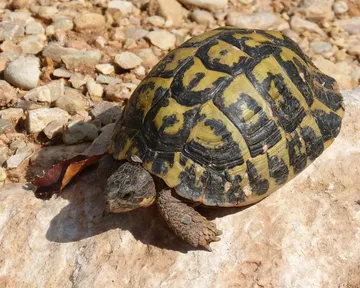 Nature Zone Bites for Turtles 9 oz