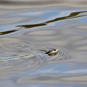 Garter Snakes