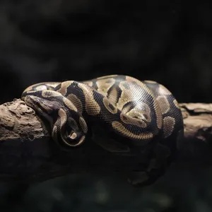 Black Blood Python